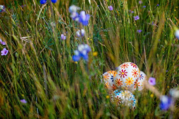Low-Angle View of Easter Eggs in a Grass with Wild Flowers