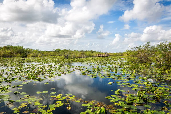 Viewing Platform in a Marsh with Water Lilies and Coastal Mangroves