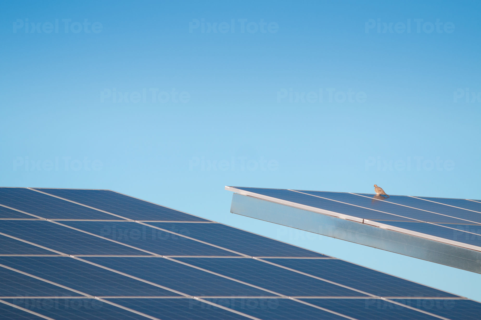 Solar Panel With A Bird Against Blue Sky Stock Photo Pixeltote