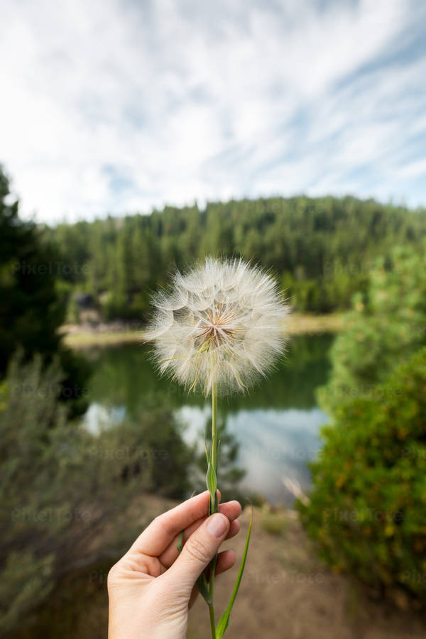 Woman Holding Dry Fluffy Dandelion in Front of a Camera