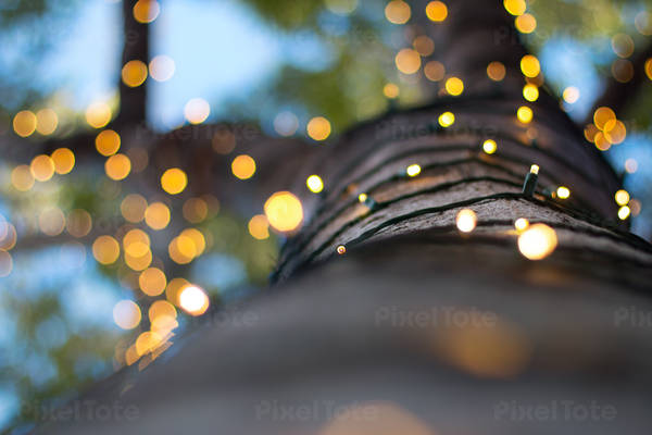 Ground-Level View of a Tree Trunk Wrapped with Lights