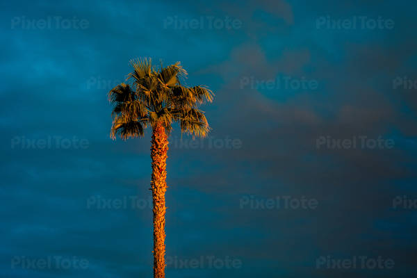 Sunset Light on a Palm Tree with Dark Cloudy Sky in the Background