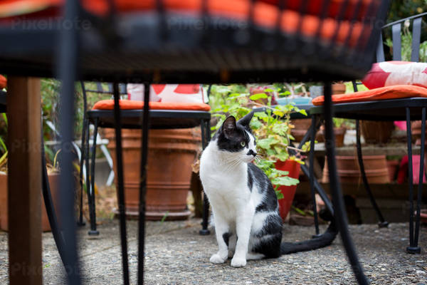 Domestic Black and White Cat Sitting in a Backyard
