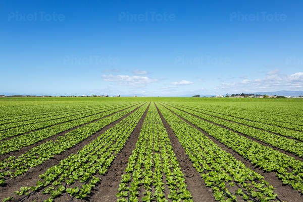 View of Rows of Spinach in a Field