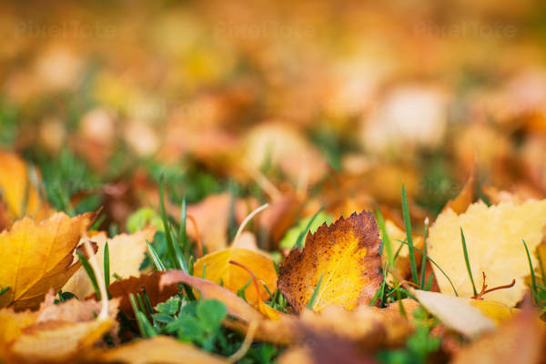 Close-Up View of Brown Birch Leaves Fallen on a Grass in Fall