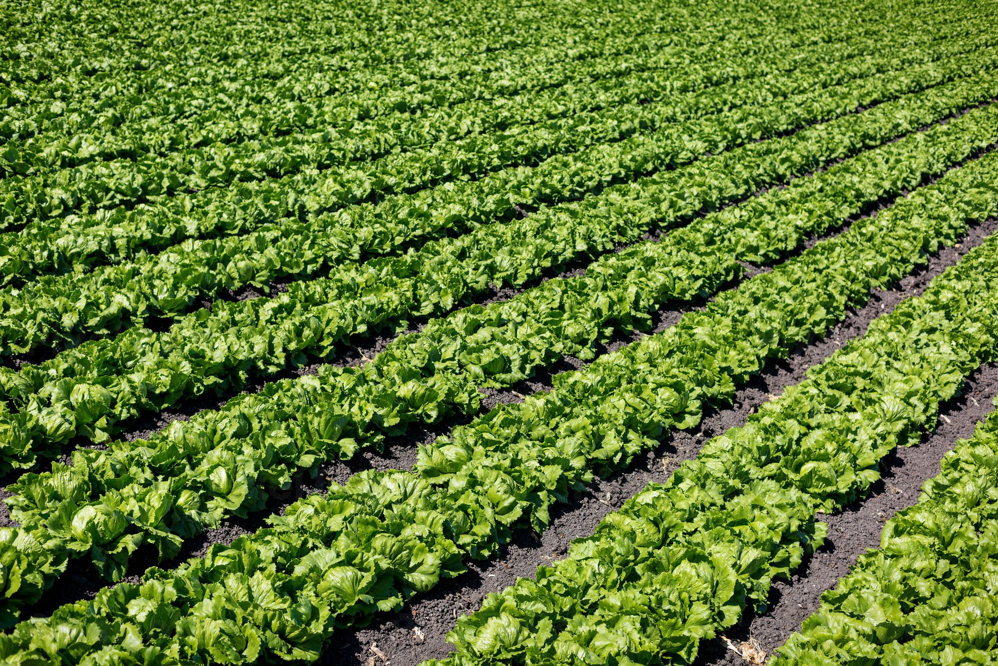 Field with Rows of Iceberg Lettuce Stock Photo - PixelTote