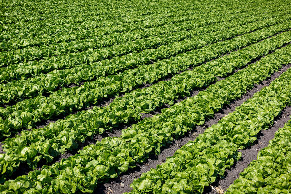 Field with Rows of Iceberg Lettuce Ready to Be Harvested