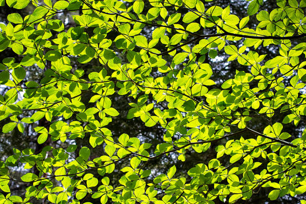 Ground View of a Tree Canopy with Multiple Small Green Leaves