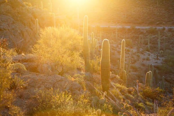 Sunrise in the Desert with Saguaro Cacti