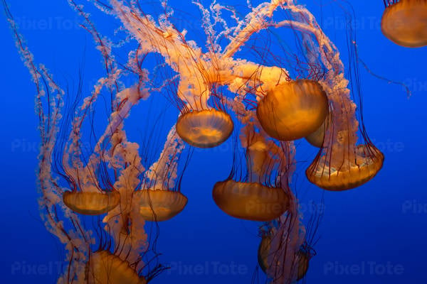 Sea Nettle Jellyfish Swimming in Water in an Aquarium Tank