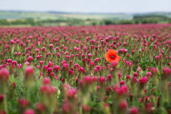 Detailed View of a Crimson Clover Plant Field with a Single Poppy Flower 