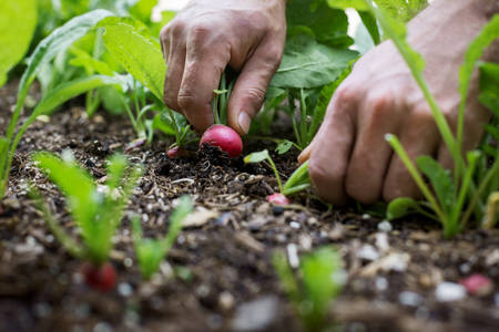 Close-Up of a Man Pulling a Red Radish from a Garden Bed