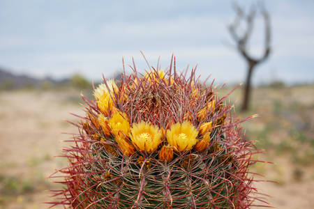 Barrel Cactus Blooming in the Sonoran Desert