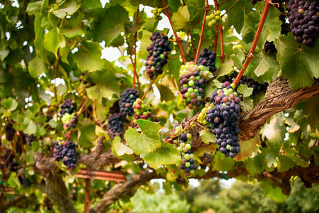 Detailed View of Grape Clusters with Vine Leaves Around