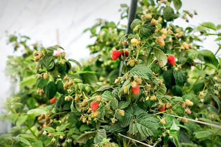 Detailed Shot of Ripening Berries on a Raspberry Plant