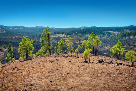 Trees and Lava Field at Lassen Volcanic National Park in California