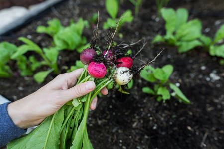 Close-Up of a Woman Holding a Bunch of Radishes in a Garden