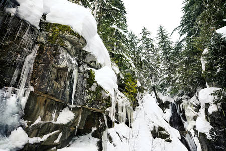 Waterfall Icicles on a Rock Formation in a Pacific Northwest Forest