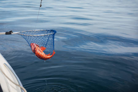 View of a Rockfish in a Blue Fishing Net