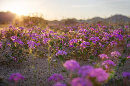 Purple Flowers Growing in a Desert During Super Bloom