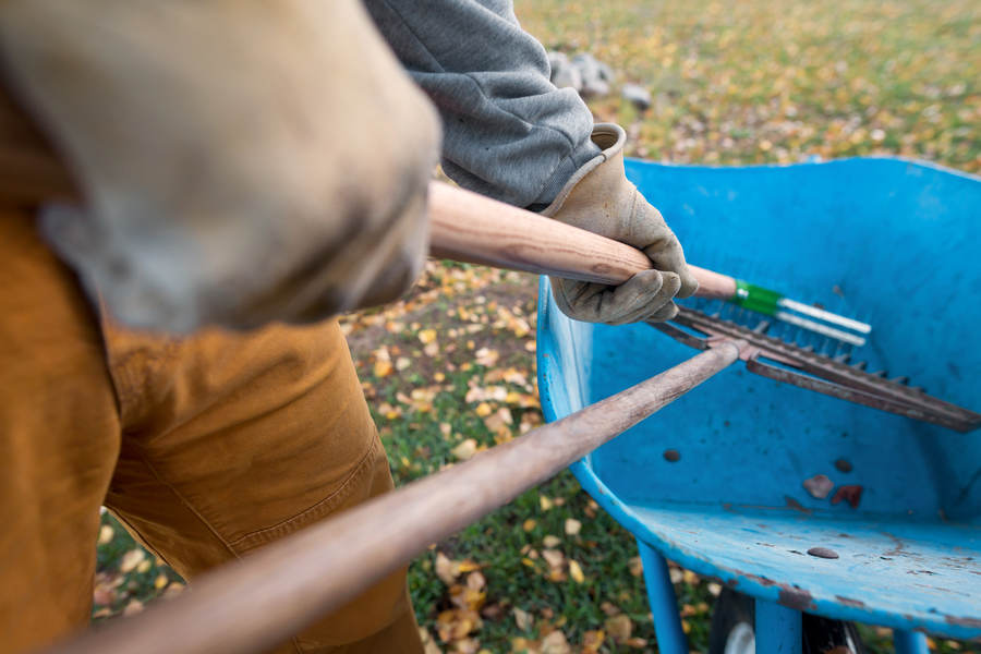 Man Placing a Rake in a Wheelbarrow Stock Photo - PixelTote