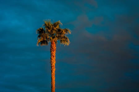 Sunset Light on a Palm Tree with Dark Cloudy Sky in the Background