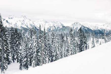 Winter Landscape Featuring Snow-Covered Trees and White Mountain Peaks