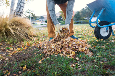 Man Removing a Pile of Leaves from a Lawn