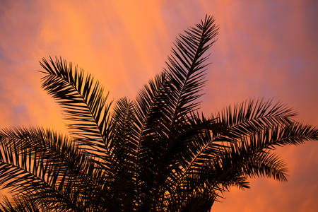 Silhouette View of a Palm Tree Against Vibrant Orange Sunset Sky