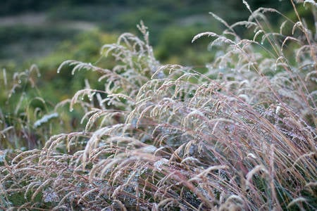 View of a Reed with Morning Dew