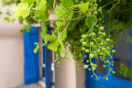 Wine Grapes Growing on a House Facade in Southern France