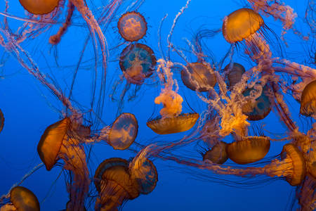 Sea Nettle Jellyfish in Water in an Aquarium Tank