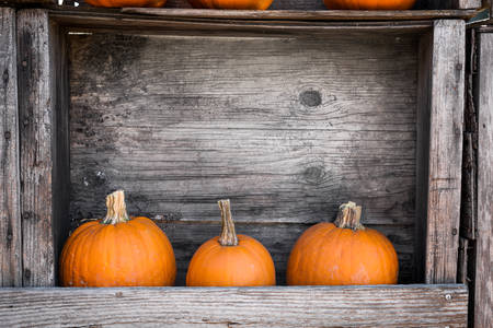 Pumpkins Arranged in a Wooden Frame During Thanksgiving Time
