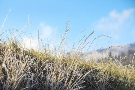 Ground-Level View of a Frost-Covered Grass with a Blue Sky in the Background