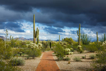 Brick Path in a Desert with Cacti and a Dramatic Stormy Sky