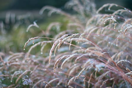 View of a Reed with Morning Dew
