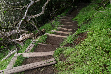 Trail with Steps Leading down Through an Oak Forest