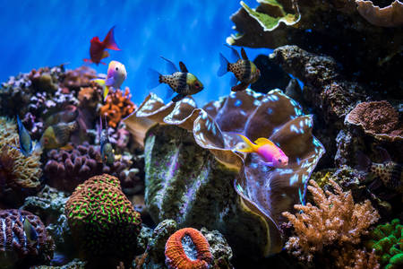 Colorful Coral Reef Fish in an Aquarium Tank