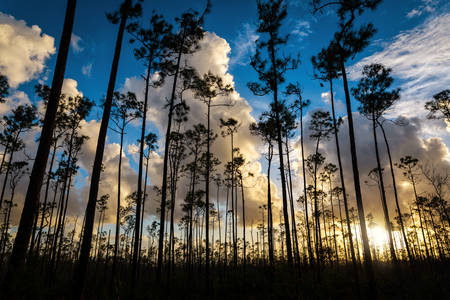 Dramatic Sunset Sky Seen Through a Pine Tree Forest
