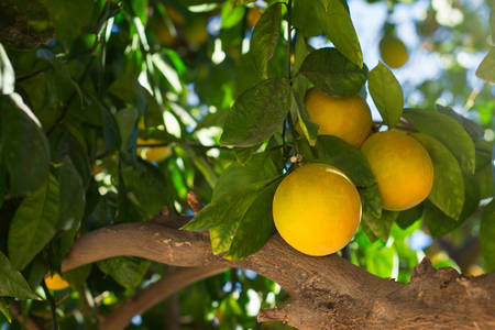 Close-Up of Orange Fruit Growing on a Tree