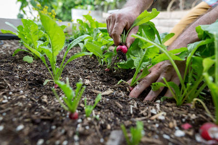 Hands of a Man Harvesting Radishes from a Garden Bed