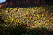 Side of a Mountain Full of Organ Pipe Cacti Lit with an Afternoon Sunlight