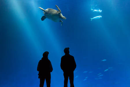 People Standing in Front of an Aquarium Tank with a Turtle Swimming in It