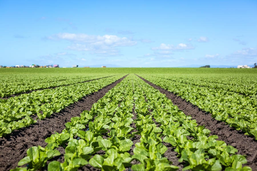 Low-Angle View of a Spinach Field Stock Photo - PixelTote