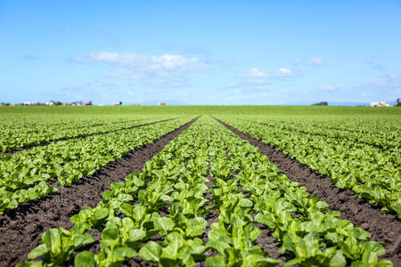 Low-Angle View of a Spinach Field