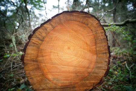 Cross Section of Tree Trunk with Annual Rings