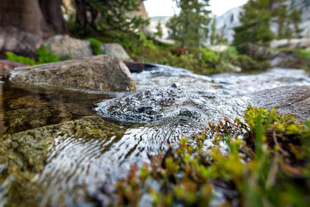 Close-Up of a Creek Running Through a Sparse Forest Terrain