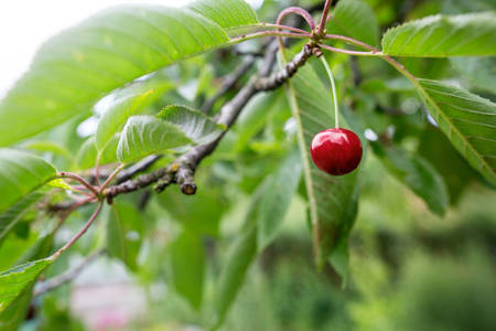 Single Ripe Cherry on a Cherry Tree Branch