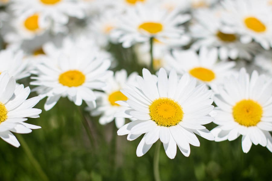 Close-Up View of White Daisies Stock Photo - PixelTote