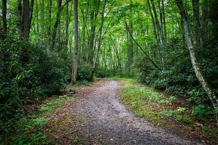 Footpath Amidst Trees in a Forest